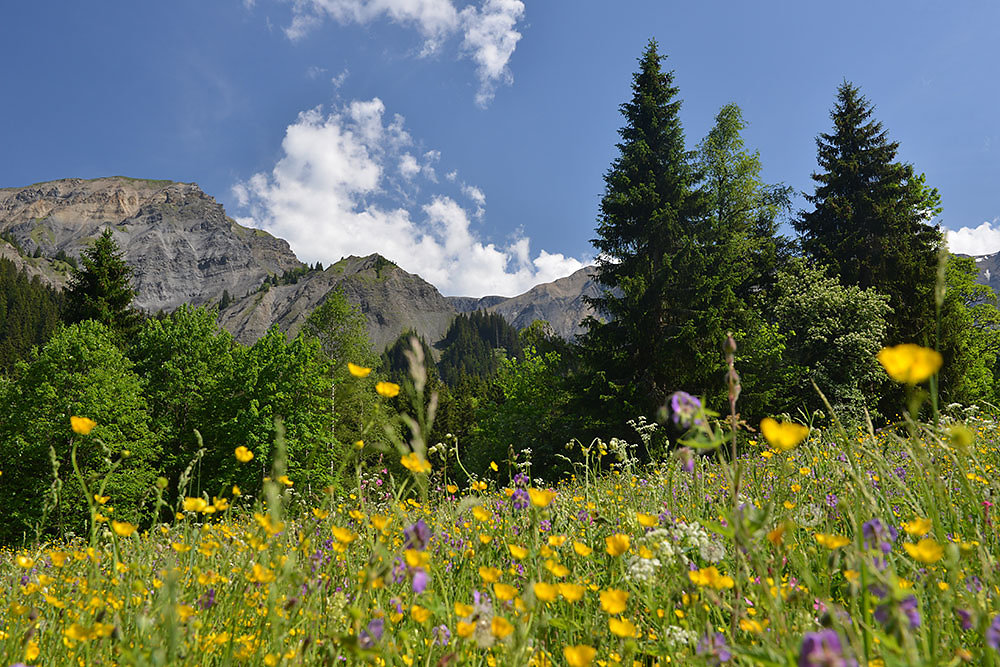 Rhone-Alpes