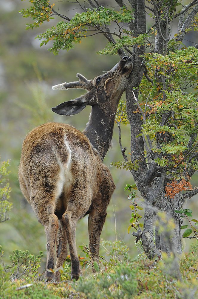 huemul-chile.jpg