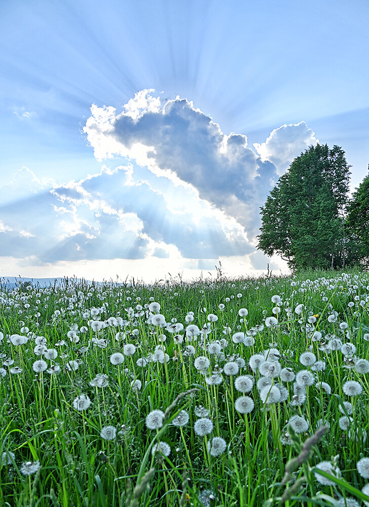 Erzgebirge-Natur.JPG